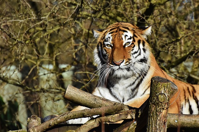 zoo